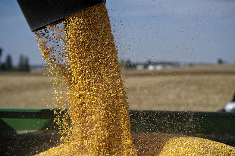 «СовЭкон» спрогнозировал урожай пшеницы в России в 2024 году
